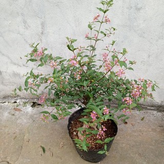 Cây giống Hồng Ngọc Mai bonsai