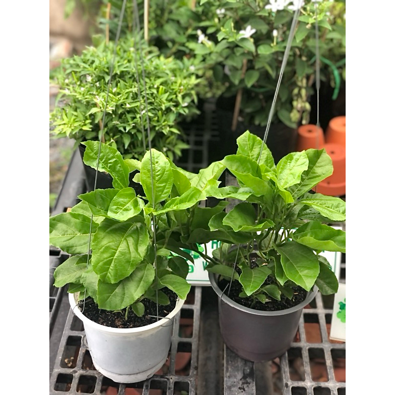 Chậu cây chanh dây trái chua