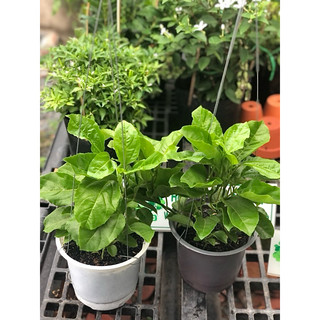 Chậu cây chanh dây trái chua