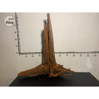 Gỗ lũa nhất trụ, trụ lũa thủy sinh, trụ lũa cho bể cá
