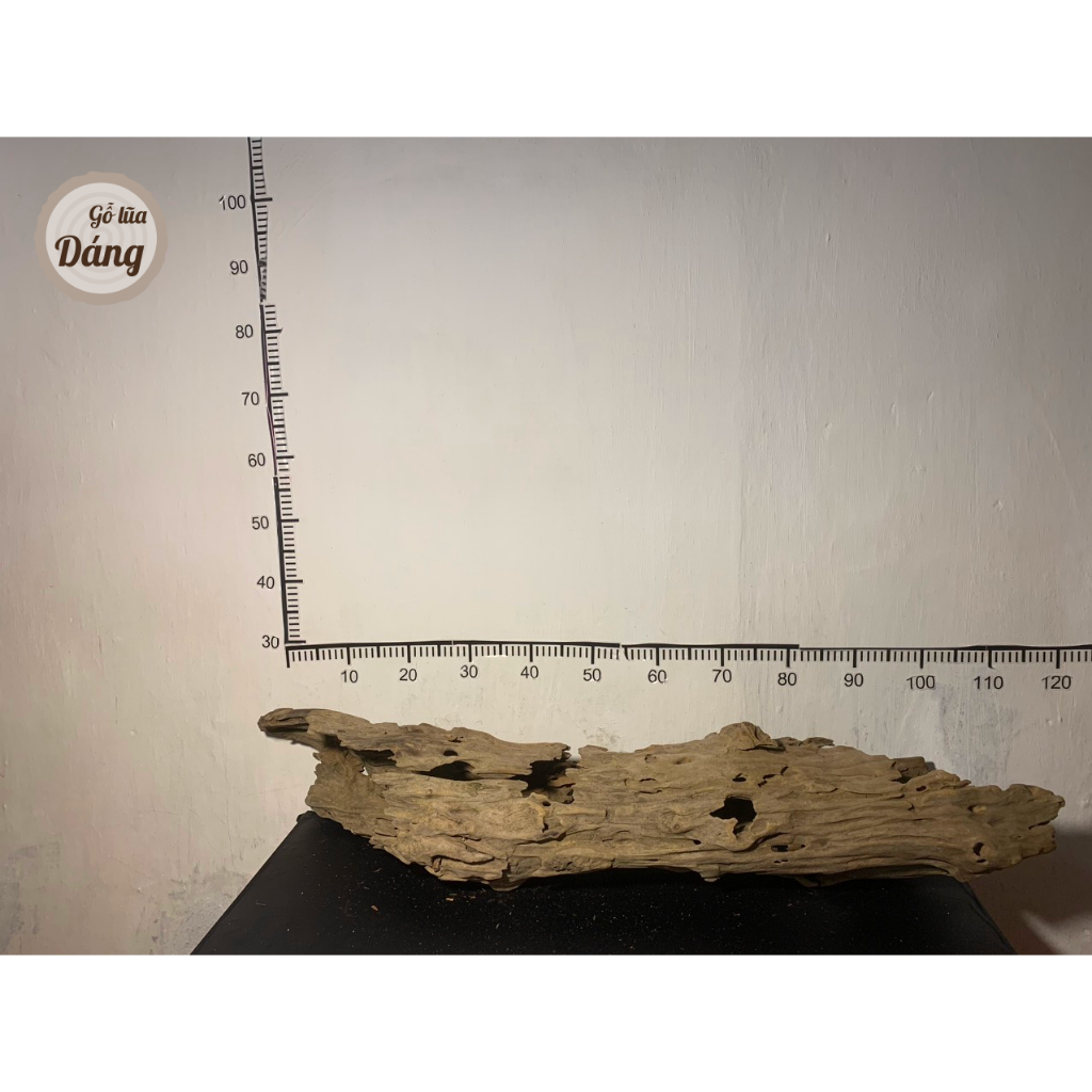 Trụ lũa rỗng, lũa dổi, kích thước lớn cho bể từ 1m2