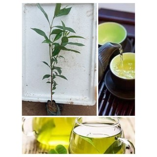Cây vối nếp