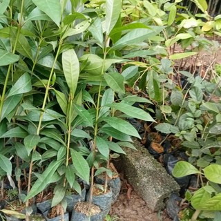 cây vối nếp