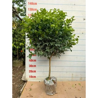 Nguyệt quế thoát thân cây cao 1m-1m30