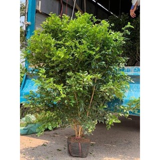 Nguyệt quế bụi