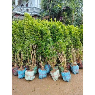 Nguyệt quế bụi