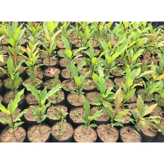Cây Lộc vừng con
