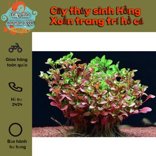 1 nhánh cây thủy sinh hồng xoắn