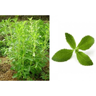 Cây giống cỏ ngọt