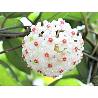 Lan cẩm cù nhiều màu (gửi ngẫu nhiên màu)