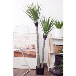 Cây Phất Dụ Rồng giả bằng nhựa, cây giả trang trí nhà cửa -  Jassi Decor