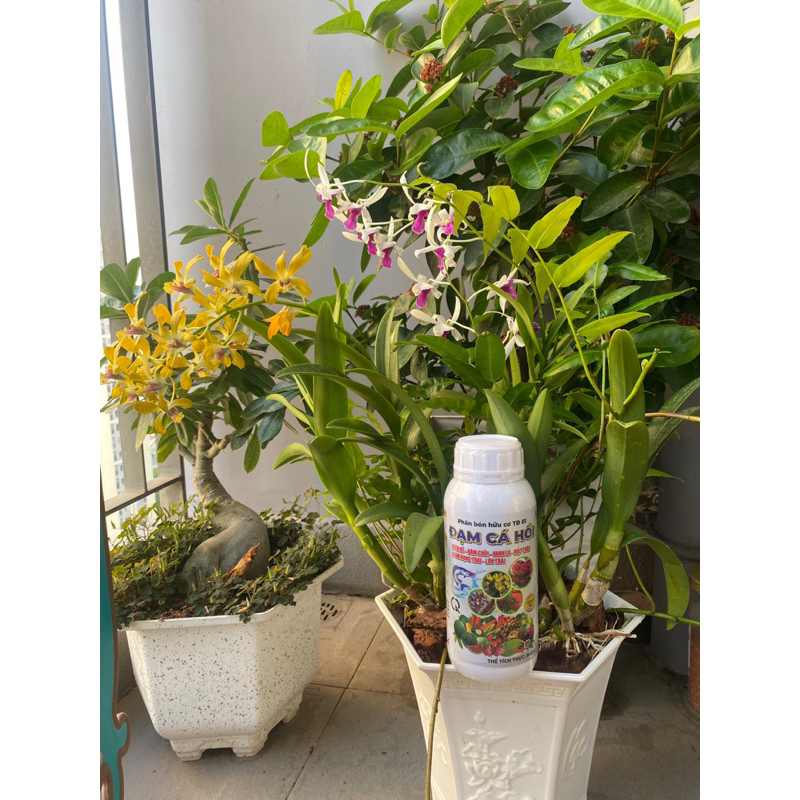 Phân bón đạm cá hồi chai 500ml