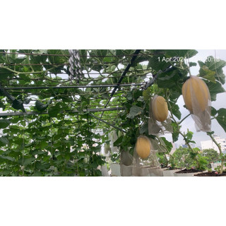 Phân bón đạm cá hồi chai 500ml