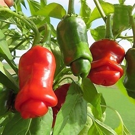 Hạt giống ớt cu tí - gói 5 hạt