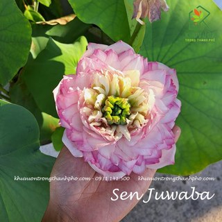 Hoa sen juwaba