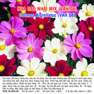 Hạt giống hoa sao nhái mix 100 hạt