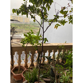Cây khế ngọt, khế chua