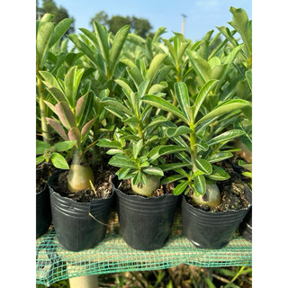 Sứ thái con cây gieo hạt gửi cây như hình1