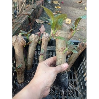 Chè khổng lồ hay còn gọi là cây chè Đại chăn nuôi gia súc gia cầm