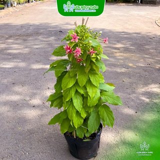Cây Hoa Leo Sử Quân Tử - Dây Giun Cao 50-70cm Chịu Nắng Tốt