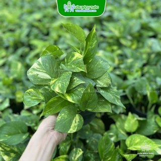 Cây trầu bà xanh ta kiểng lá dễ trồng