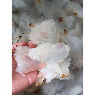 Chân sứa biển lọai mặn túi 1kg