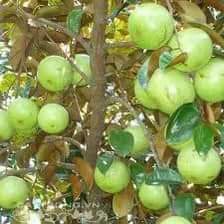 CÂY  GIỐNG VÚ SỮA LÒ RÈN