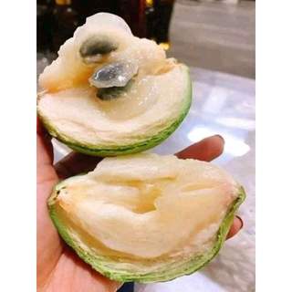 CÂY  GIỐNG VÚ SỮA LÒ RÈN