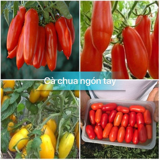 Hạt giống cà chua quả dài,cà chua chuối đỏ-gói 20 hạt-tặng kèm gói phân bón lót