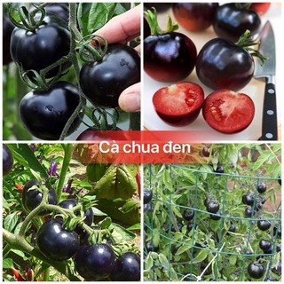 Hạt giống Cà Chua đen mỹ leo dàn -gói 20 hạt
