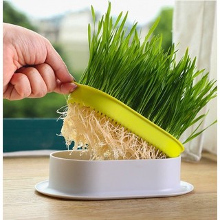 Khay trồng cỏ mèo + tặng 40gr hạt giống