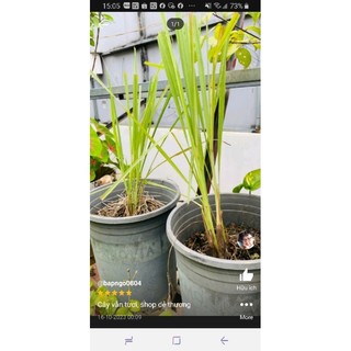 Chậu gốc cây sả trong chậu