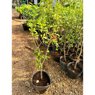 Cây Lựu Đỏ Ấn độ ăn trái cao 70 đã có hoa