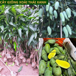 Cây giống xoài Thái Lan xanh siêu quả, ăn chín ăn xanh đều ngọt cây ghép khỏe cao 60 cm