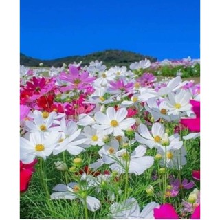 1KG Hạt Giống Hoa Sao Nhái Mix Nhiều Màu( Hoa cúc Chuồn Chuồn) tỉ lệ nảy mầm cao( >95%), dễ trồng, nhanh lên