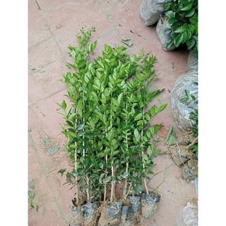 Cây giống hoa nguyệt quế hoa thơm kháp xóm