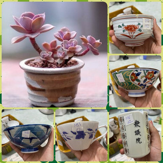 Chậu gốm Nhật trồng sen đá
