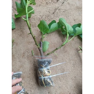 cành chiết sung mỹ lda