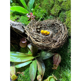 Tổ chim, tổ chim mini, trang trí bình terrarium.