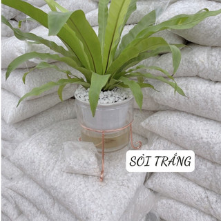 Sỏi Trắng trang trí bể cá,chậu cây, sân vườn đủ size