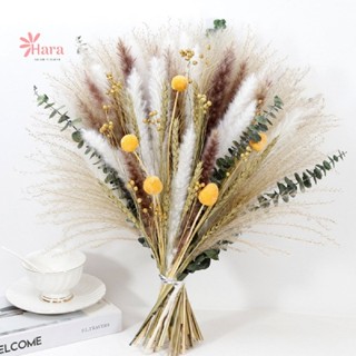  Hoa Khô Trang Trí Cắm Bình Vintage decor trang trí- Cỏ đuôi thỏ bông lau lúa mạch khuynh diệp,.... 