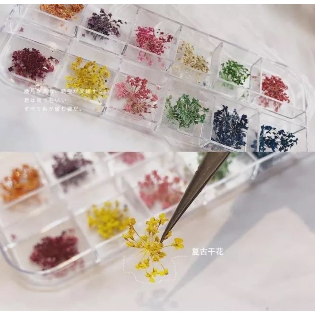 Hoa khô ẩn móng Hàn Quốc Daily Nail