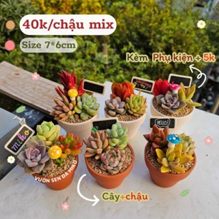 Combo sen đá trồng sẵn vào chậu đất nung màu ngẫu nhiên thích hợp làm sự kiện quà tặng MIKO_GARDEN