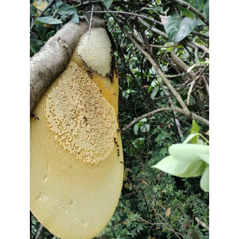 Mật ong rừng