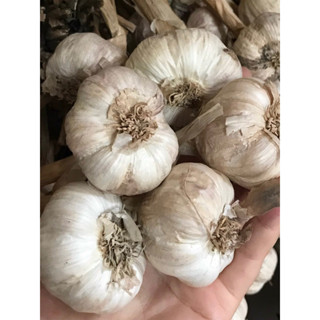 Tỏi Ta Hải Dương