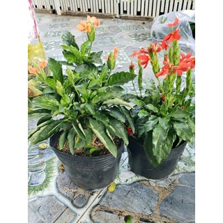 Cây Kim Đồng Cam và đỏ