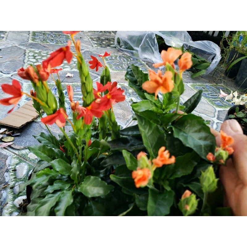 Cây Kim Đồng Cam và đỏ