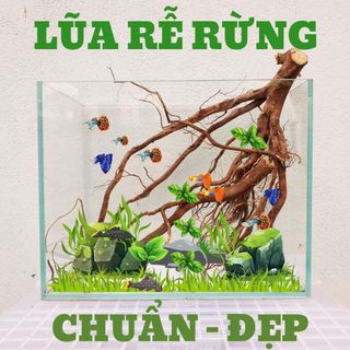 Lũa rễ rừng, lũa rễ rừng setup hồ thuỷ sinh, thiết kế bố cục bán cạn, layout bể cá, lũa rễ rừng đẹp