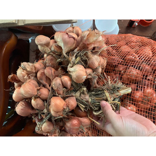 500g Hành củ bắc dùng làm hành phi