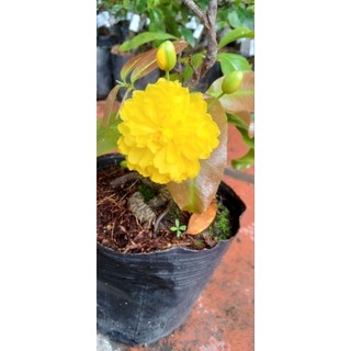 Mai cúc 150 cánh cây ghép chuẩn giống 100%